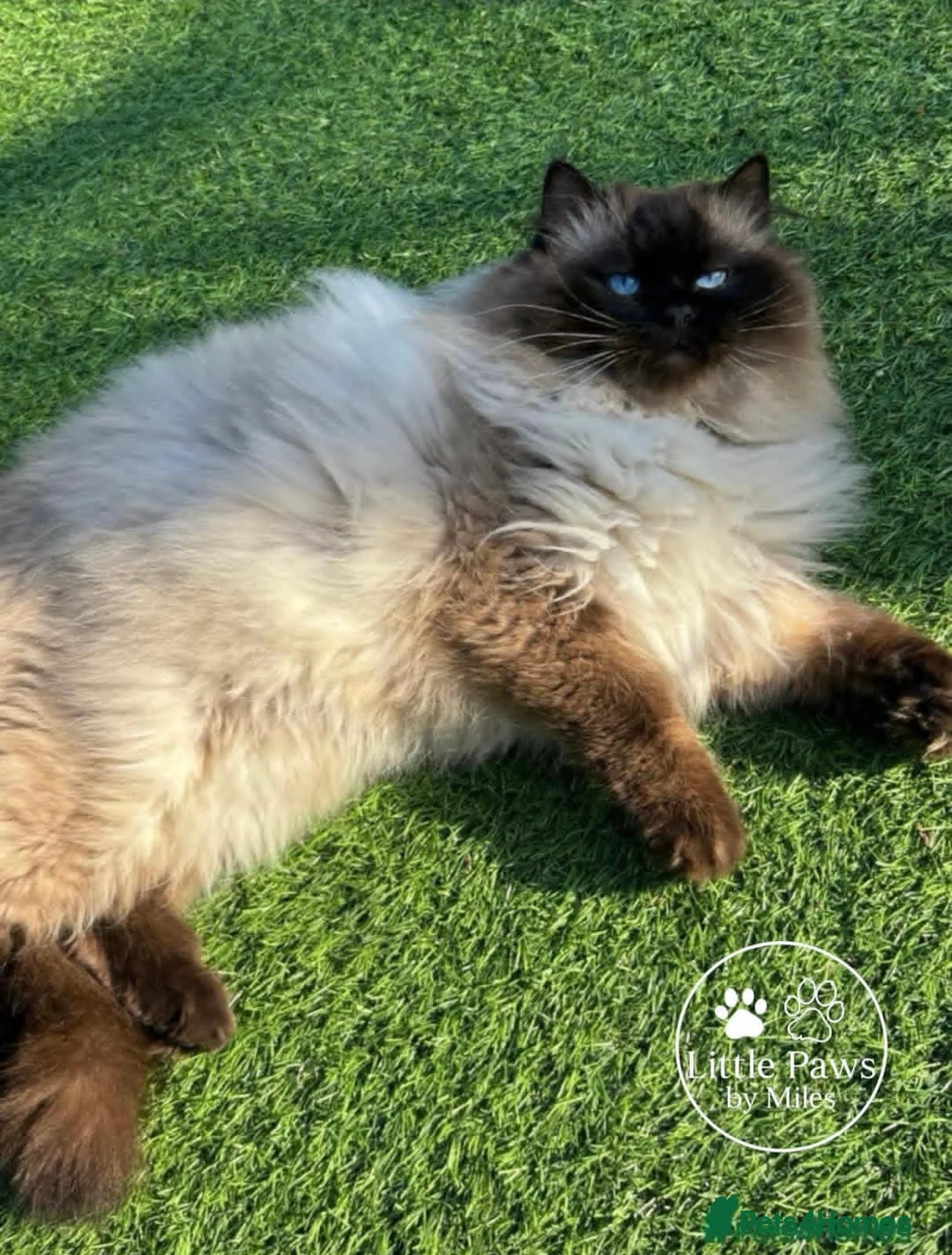 Ragdoll cats for stud: Exceptional GCCF Ragdoll - Advert 2