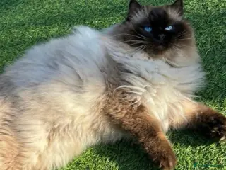 Ragdoll cats Exceptional GCCF Ragdoll - Advert 4