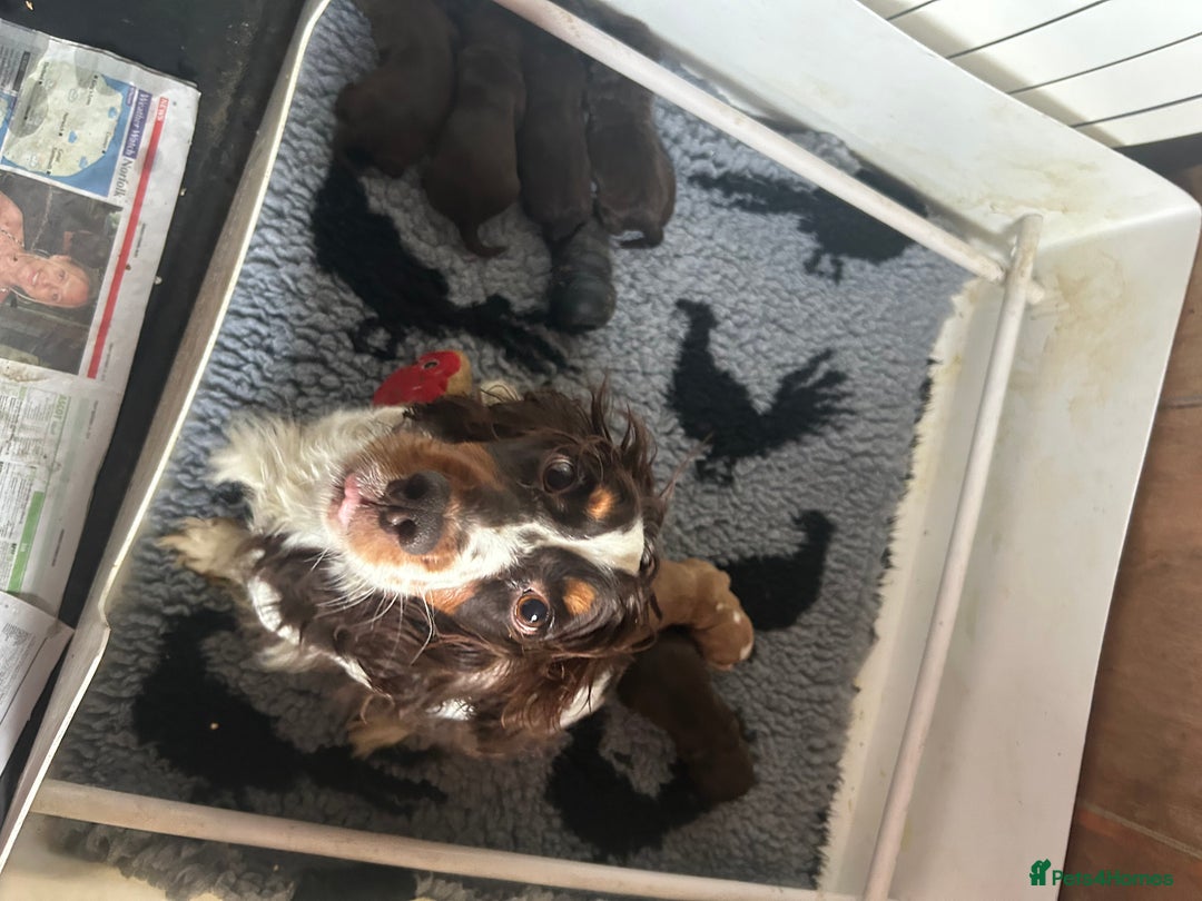 Cocker Spaniel dogs for sale: Kc reg cocker spaniels  - Advert 2