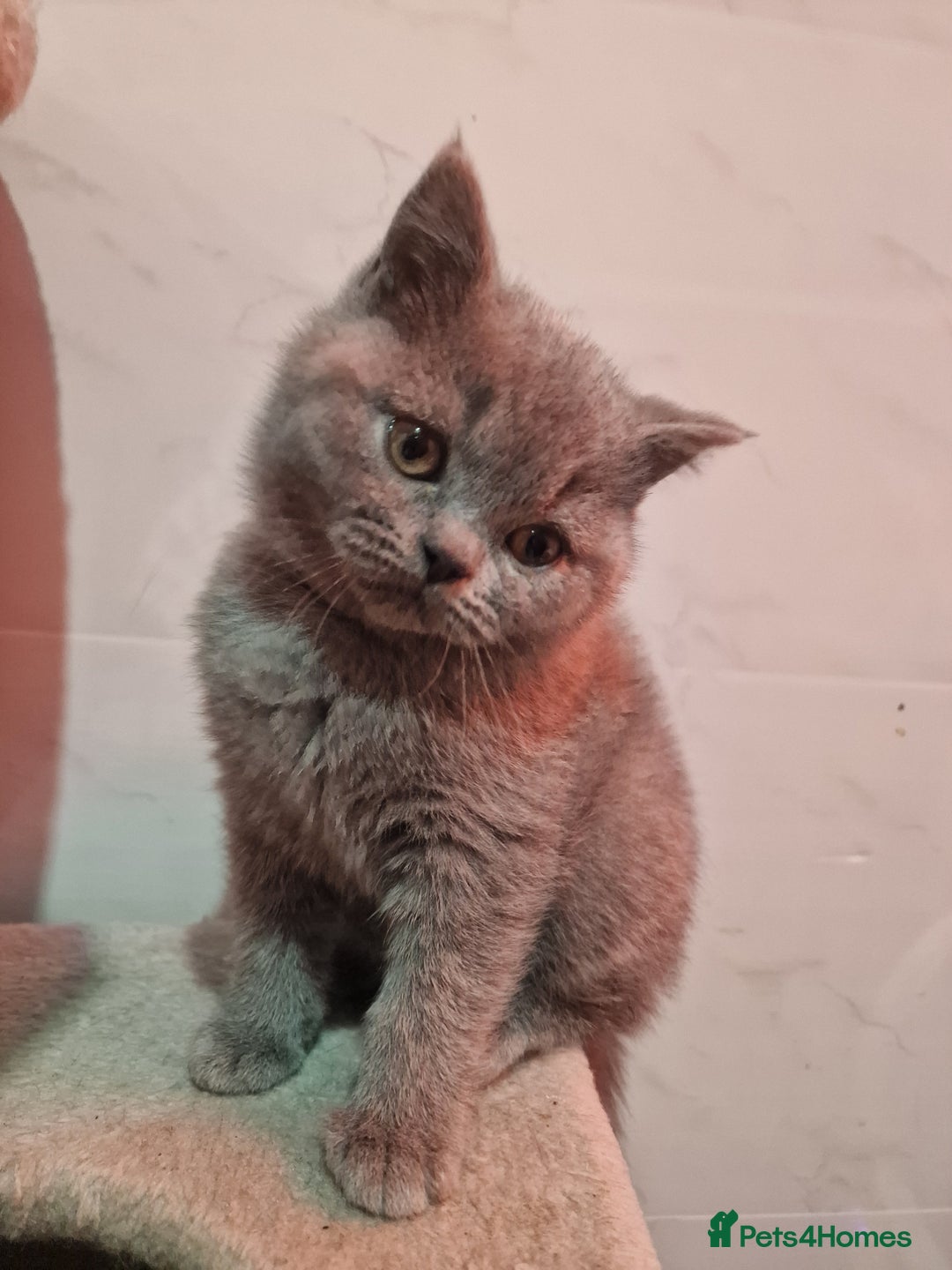 British Shorthair cats for sale: Champion Gccf chunky kittens  - Advert 8