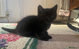 British Shorthair cats for sale: Three full tabby kittens and one black kitten - Image 13