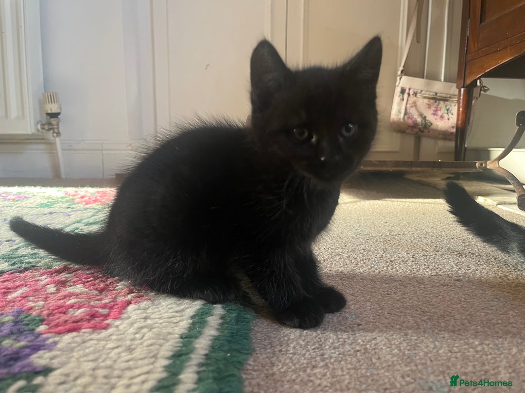 British Shorthair cats for sale: Three full tabby kittens and one black kitten - Image 13