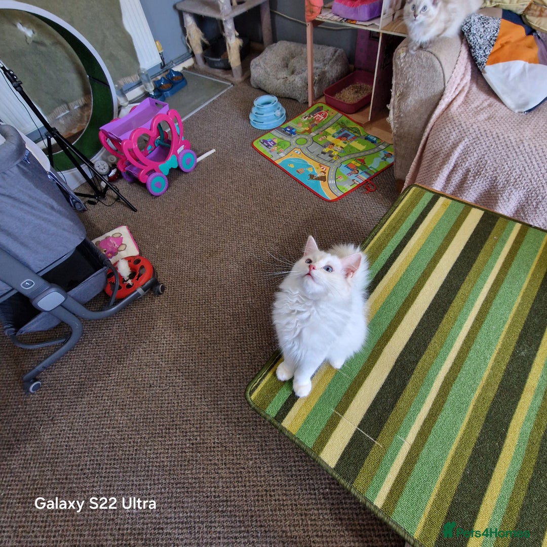 Ragdoll cats for sale: Pure loving ragdool ready for new home  - Image 8