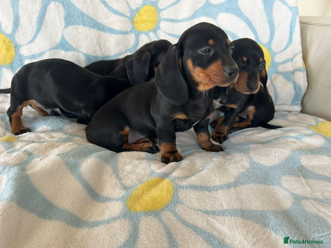 Dachshund dogs for sale: Adorable dachshund puppies ready to leave - Image 2