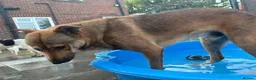 Mixed Breed dogs for adoption: Toffee - Norwich Norfolk  in Norwich - Advert 25