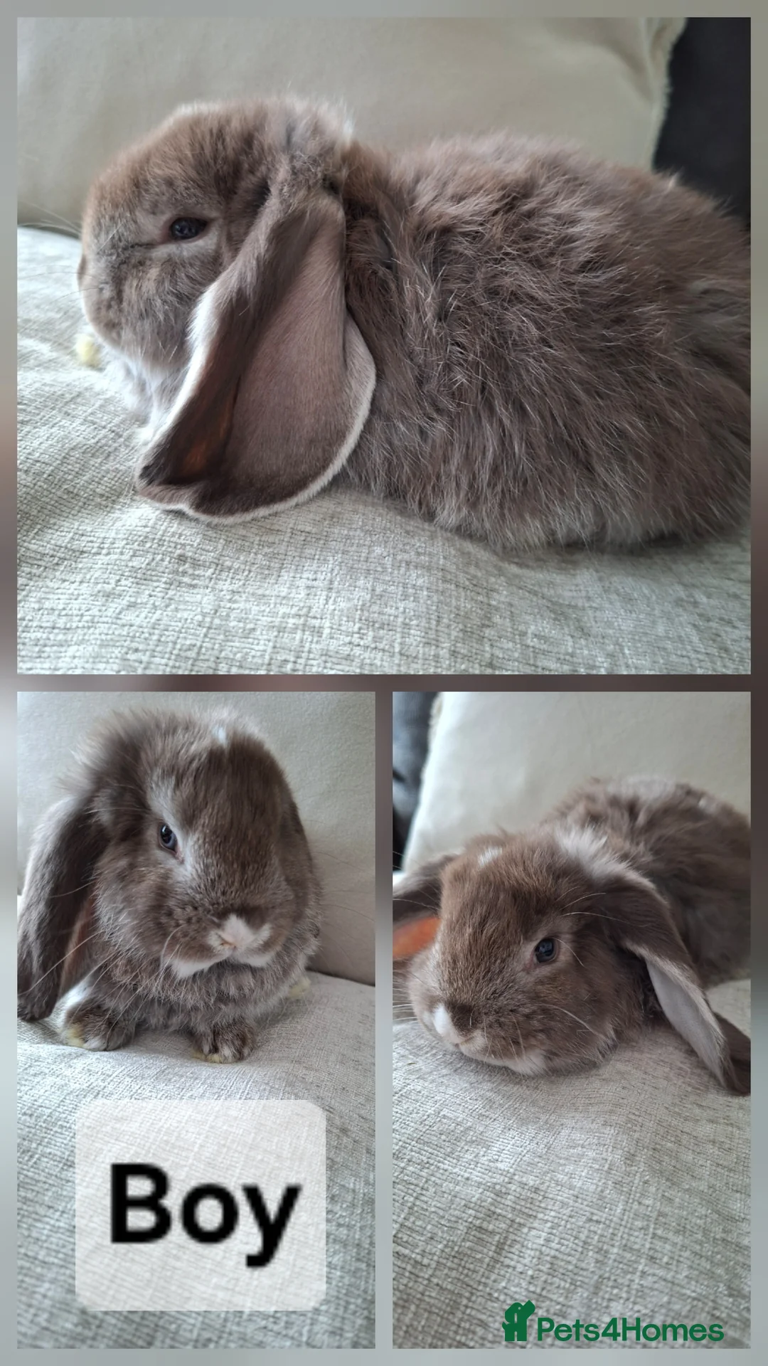 French Lop rabbits for sale: Pure bred French Lops - Advert 6
