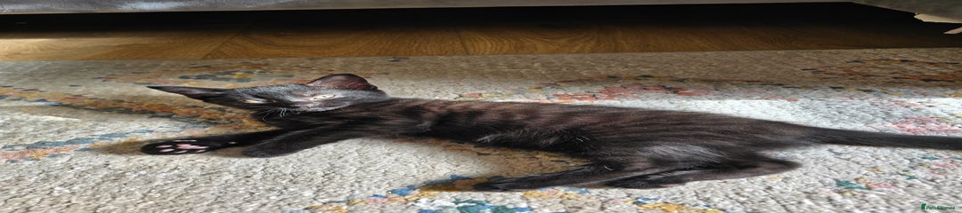 Domestic Shorthair Kitten 2