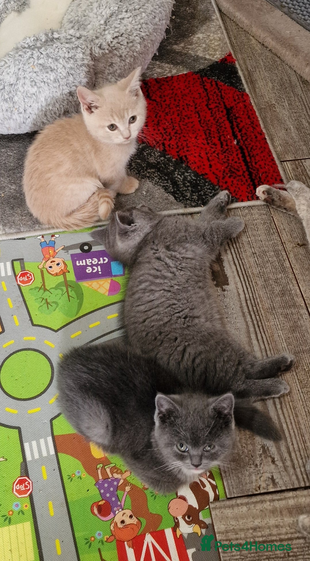 British Shorthair cats for sale: Pure British shirthair ready for new parents - Image 16