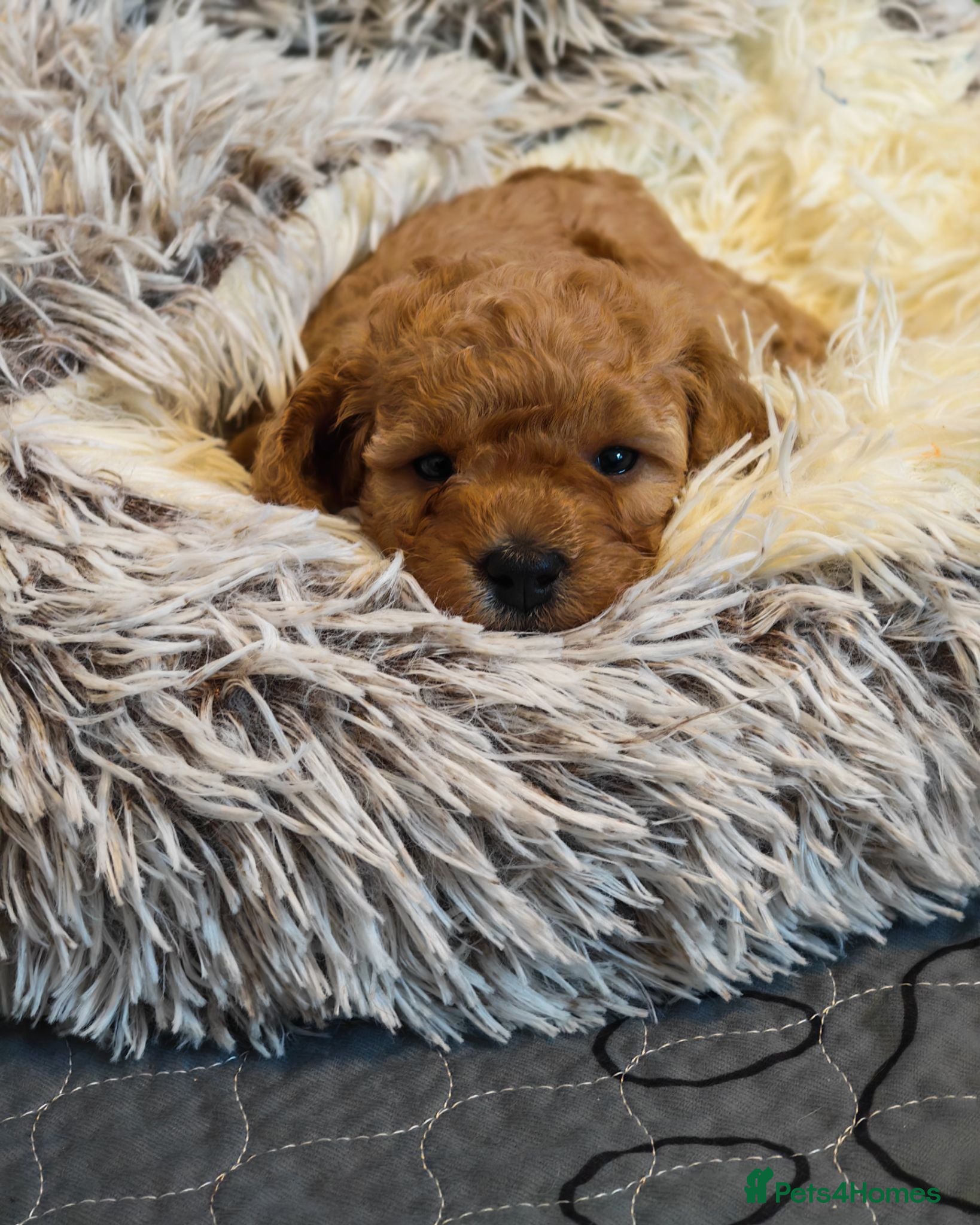 Cavapoo dogs Gorgeous Cavapoo Boy & Girl Available  - Advert 1