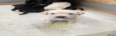 Labrador Retriever 2