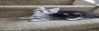 Maine Coon 2