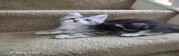 Maine Coon cats for sale: Registered and Licensed cattery - Advert 4
