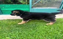German Shepherd dogs for sale: KC show line German Shepherd puppies - Image 20