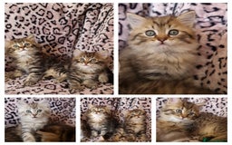 Perdoll cats for sale: Perdoll Kittens only boys - Image 1