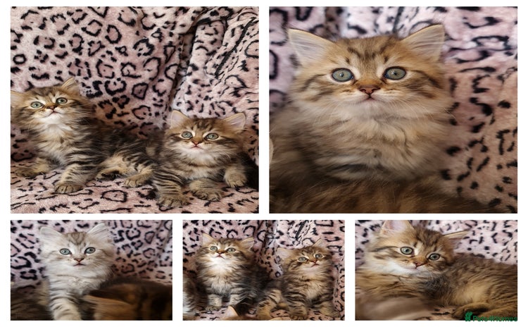 Perdoll cats - Advert 2