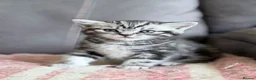 British Shorthair cats for sale: GCCF reg BSH BLACK SILVER TABBY KITTENS - Advert 9