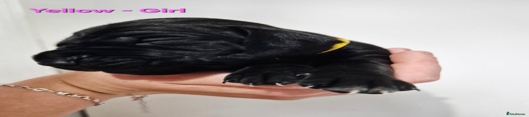 Yellow-Girl-Solid Black with white ticked chest.