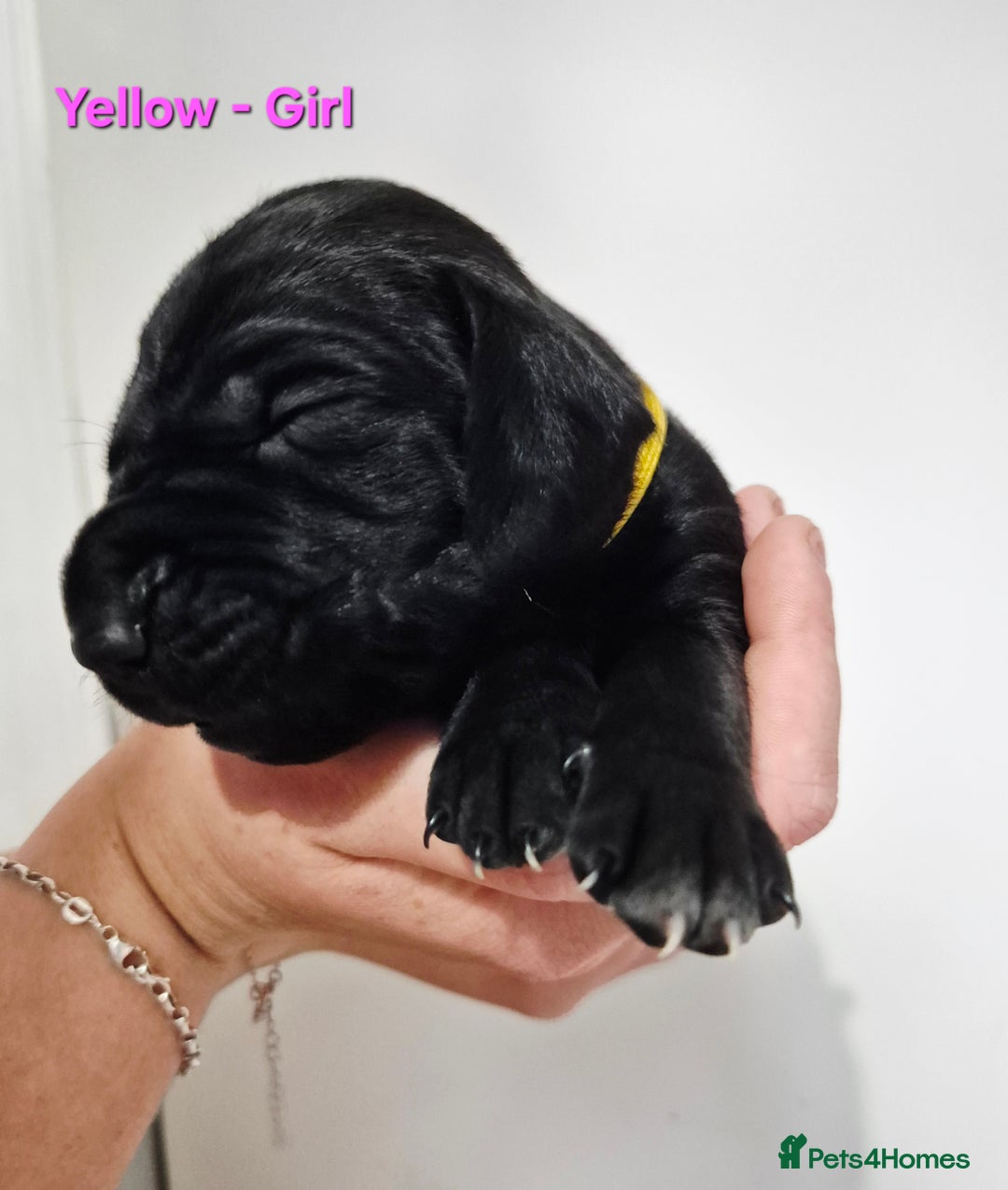 German Shorthaired Pointer dogs for sale: German Shorthaired Pointer/Irish Setter-Poinsetter - Image 27