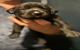 Labrador Retriever dogs for sale: KC Lab puppies - Image 7