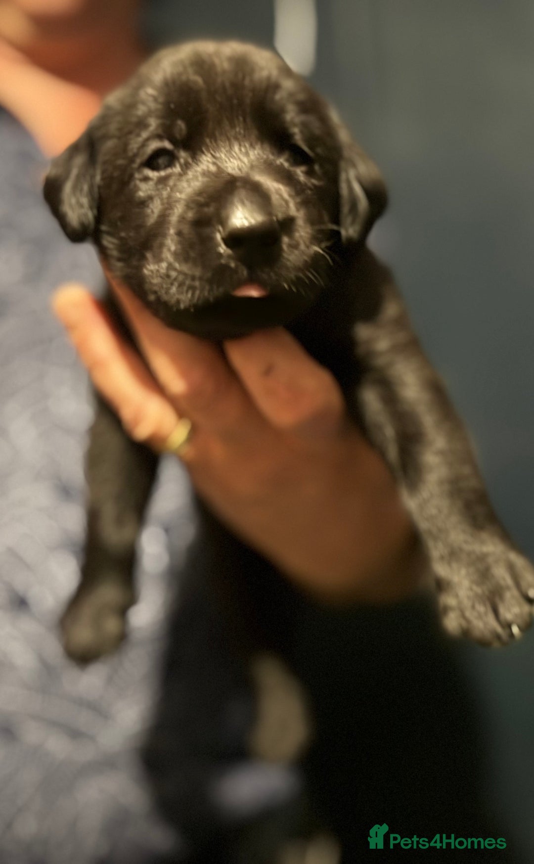 Labrador Retriever dogs for sale: KC Lab puppies - Image 7