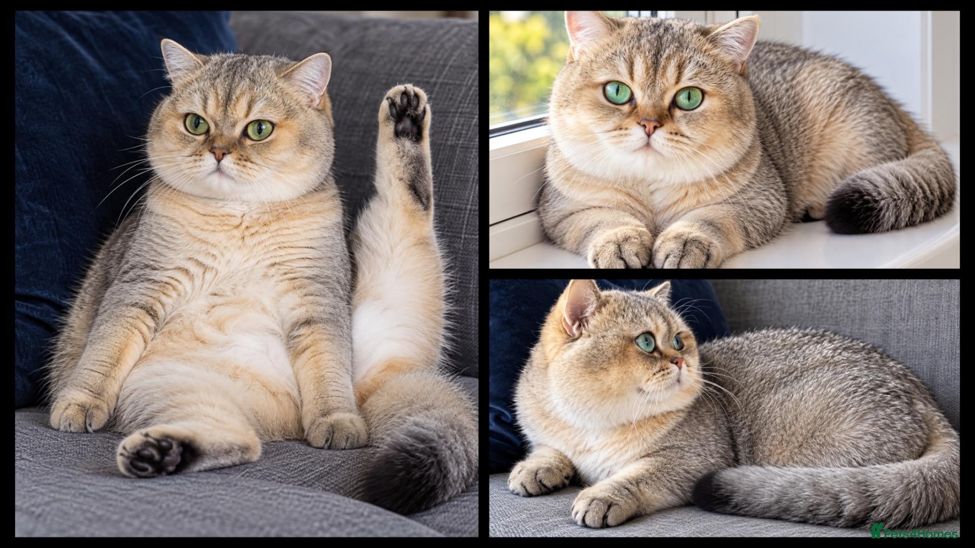 British Shorthair cats NY12⚜️GOLDEN BSH 🏆 TICA and GCCF reg 🩸 blood B - Advert 1
