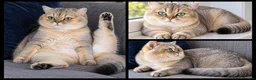 British Shorthair cats for stud: NY12⚜️GOLDEN BSH 🏆 TICA and GCCF reg 🩸 blood B - Advert 1