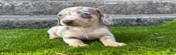 Miniature Dachshund dogs for sale: ❤️Adorable Isabella Miniature Dachshund Puppies 🐶 - Advert 16