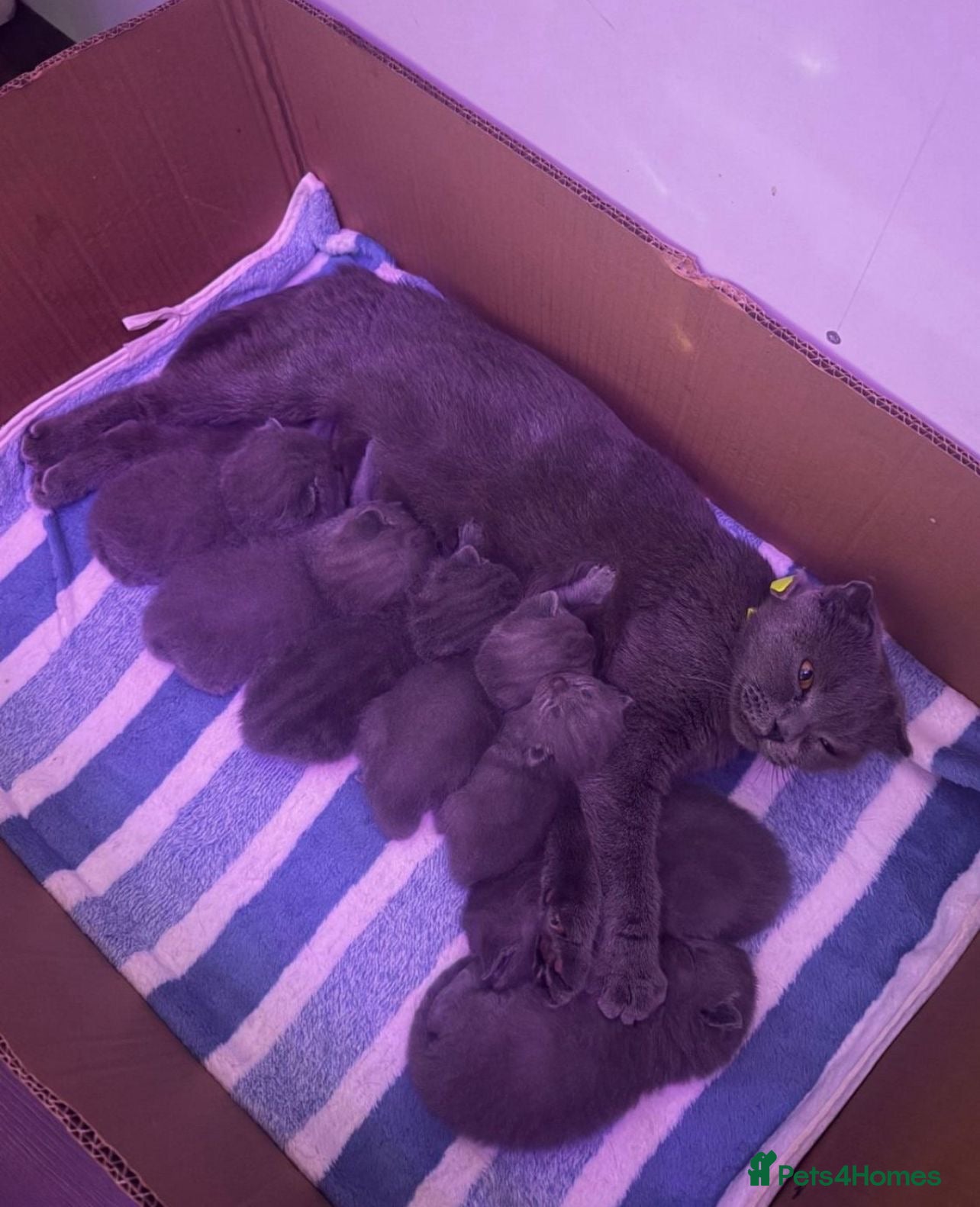 British Shorthair cats Amazing  British shorthair kittens - Advert 3