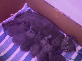 British Shorthair cats Amazing British shorthair kittens - Advert 2