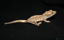 Gecko reptiles for sale: Crested geckos - Image 13