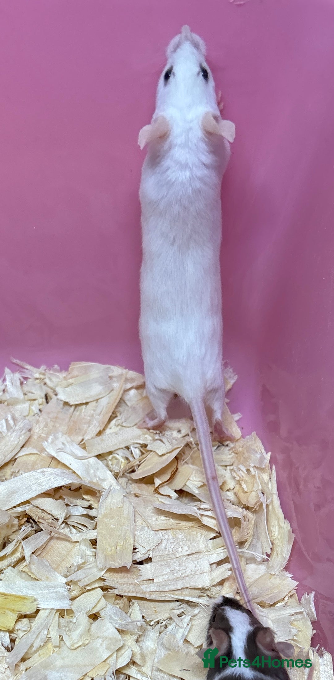 Mouse rodents for sale: Female baby mice ready now  - Image 29