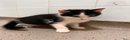 Mixed Breed cats for sale: Kitten £20 - Advert 2