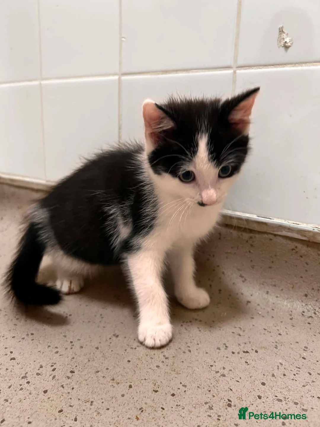 Mixed Breed cats for sale: Kitten £20 - Advert 2