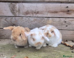 Mini Lop rabbits - Advert 6