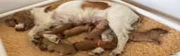 Cocker Spaniel dogs for sale: KC Reg full health tested quality Cocker Spaniels - Advert 9