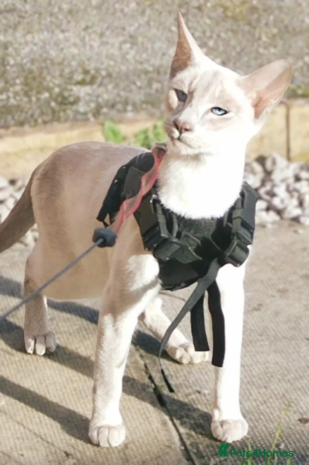 Siamese cats for sale: Beautiful blue eyes - Advert 2