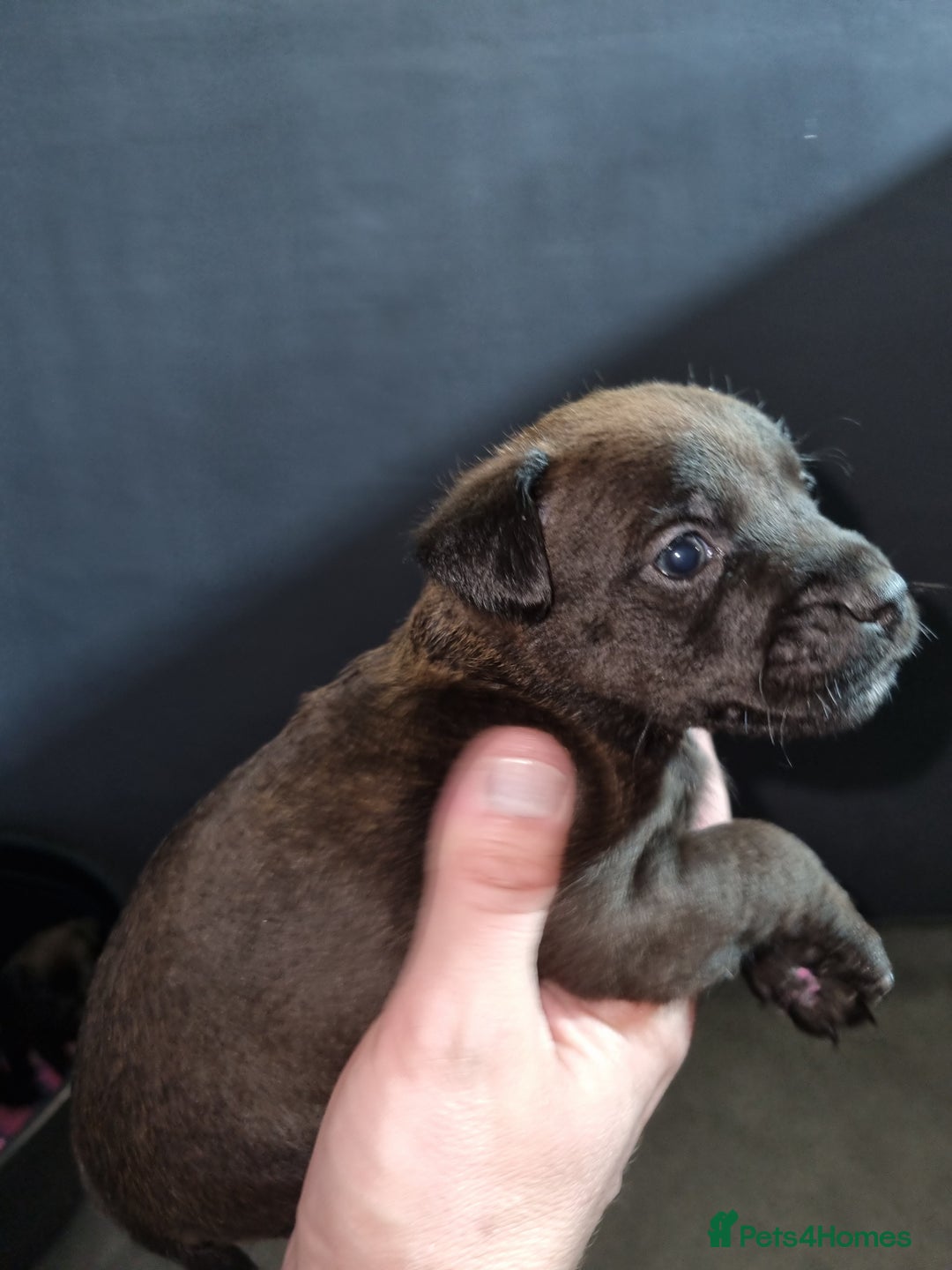 Patterdale Terrier dogs for sale: PATTERDALE PUPS FOR SALE (Nutall lines) - Image 18