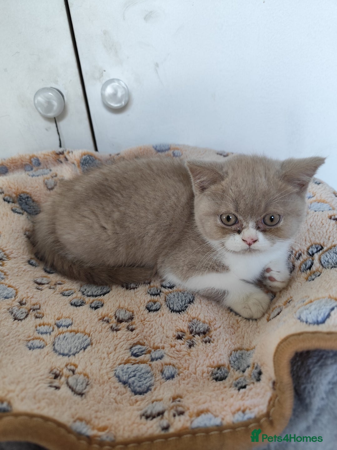British Shorthair cats for sale: READY NOW Beautiful British Shorthair Kittens - Image 13