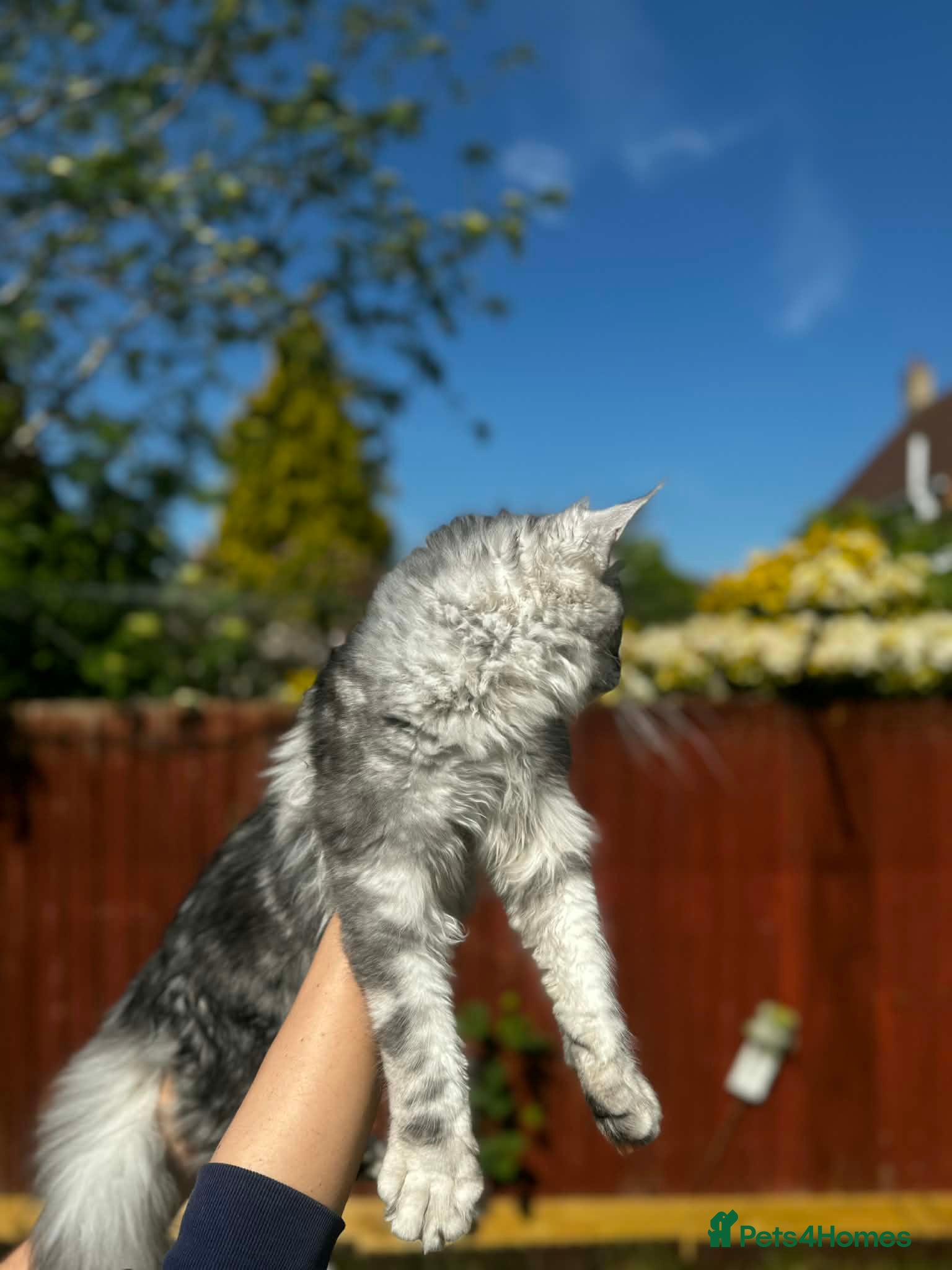 Maine Coon cats for sale: 6 STUNNING PEDIGREE TICA REG MAINE COON KITTENS - Advert 5