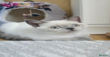 Scottish Fold cats - Advert 1