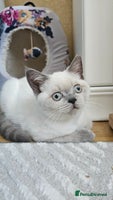 Scottish Fold cats - Advert 4