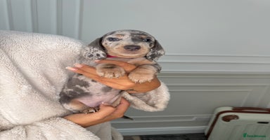 Miniature Dachshund dogs in Sheffield - Advert 12