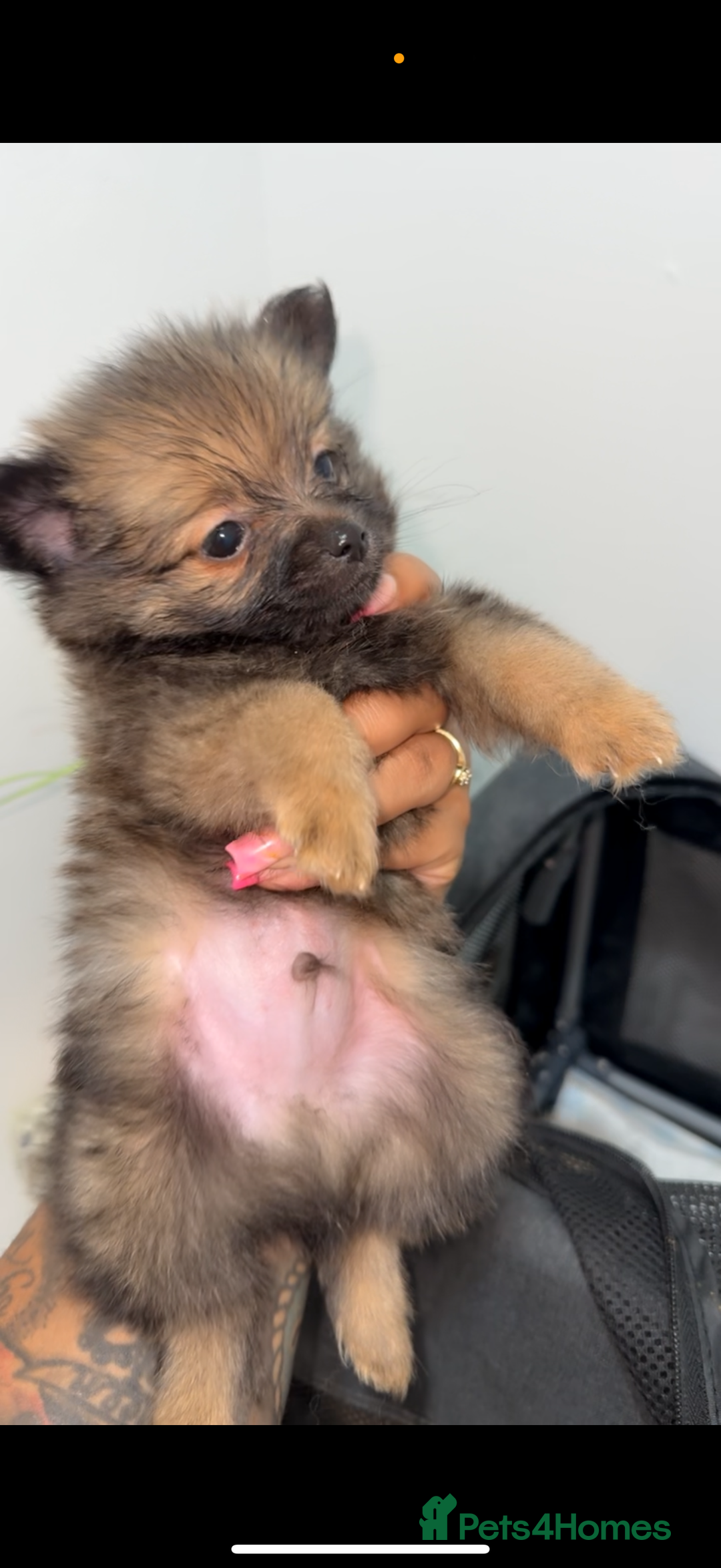 Pomeranian dogs for sale: Two Adorable Pomeranian Boys Still Available!  - Image 2