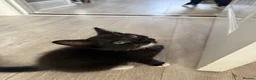 Mixed Breed cats for sale: 8 tabby/black kittens available  - Advert 15