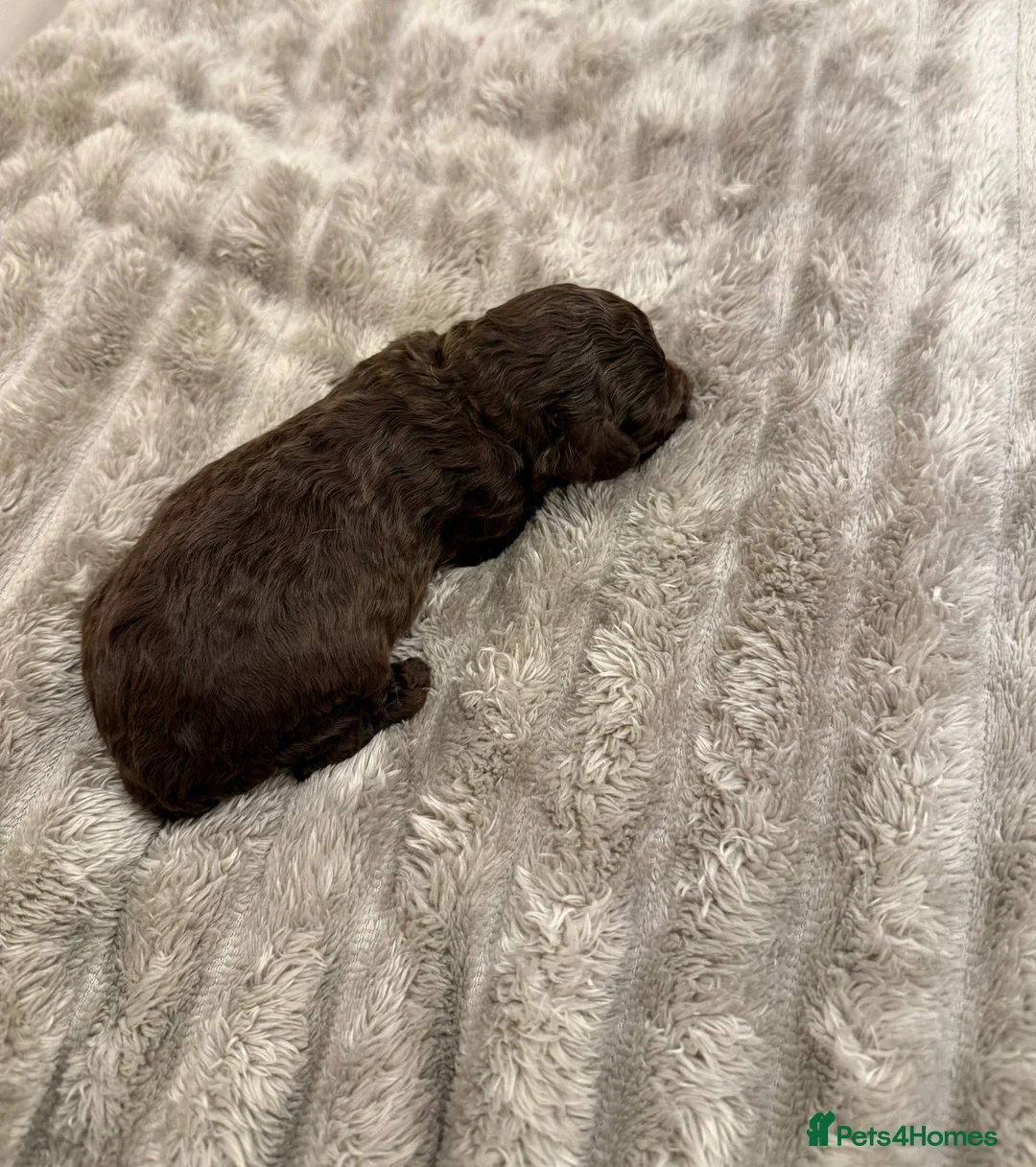 Cavapoo dogs for sale: Beautiful fluffy bears  - Advert 4