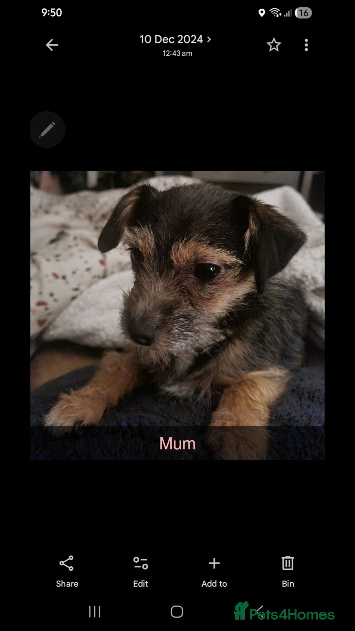 Jack Chi dogs Beautiful Jack Chi Puppies – Ready Now – £650 - Advert 2
