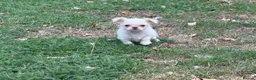 Mixed Breed dogs for sale: Super cute  chihuahua x  - Advert 4