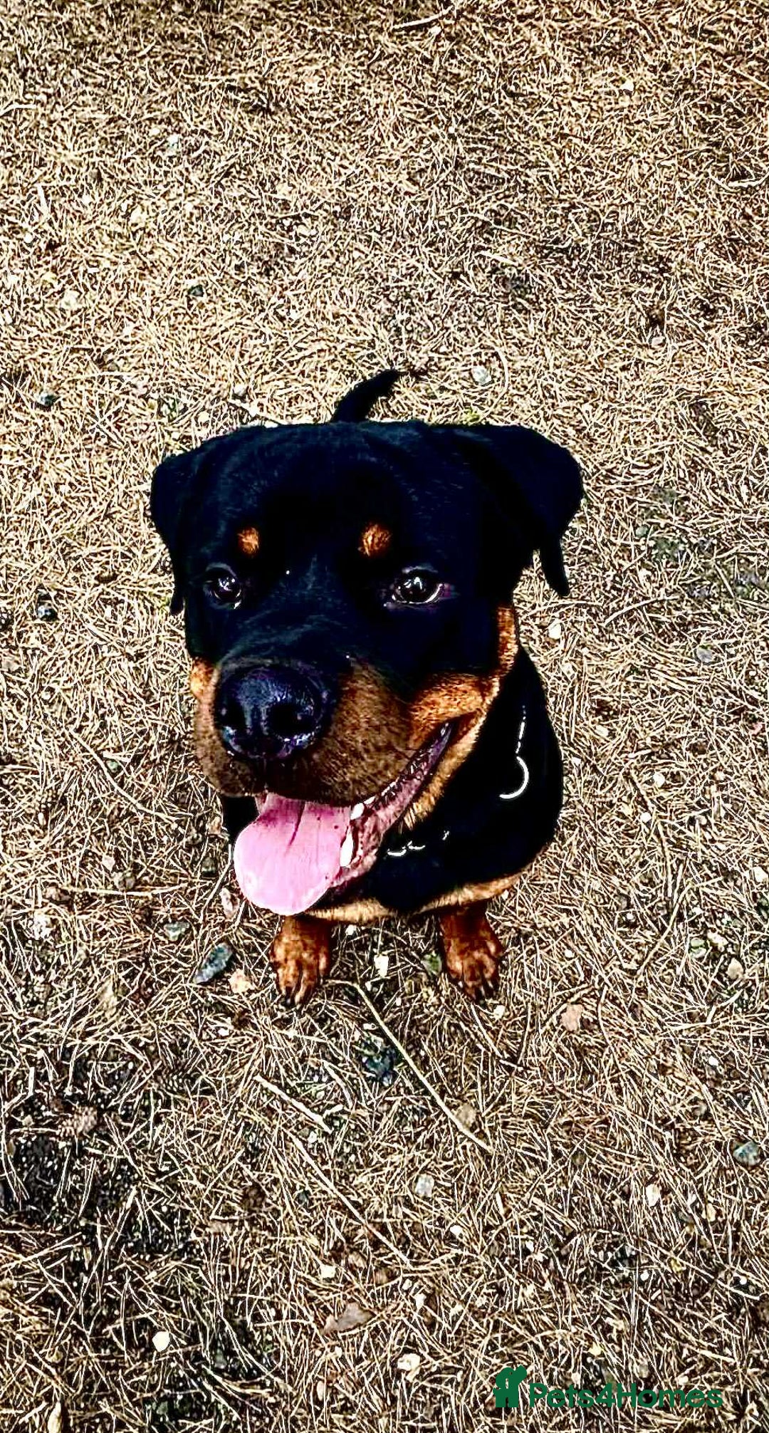 Rottweiler dogs for stud: Diesel - Advert 3