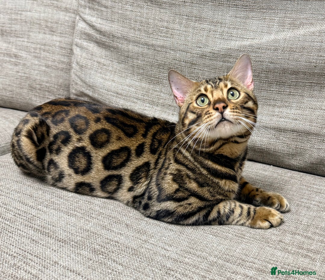 Bengal cats for sale: Purebred Bengal kittens - Advert 3