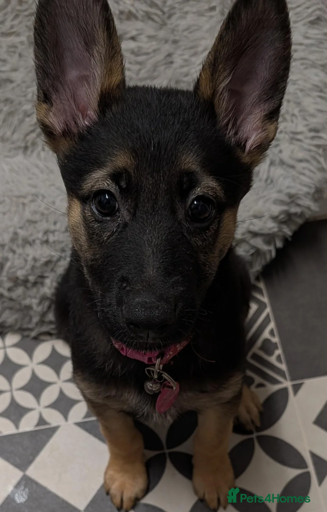 German Shepherd dogs for sale: Beautiful Female pup in Manchester - Advert 5